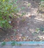 В Кривом Роге на прилегающей к школе №130 территории подорвался на гранате мужчина (ФОТО, ДОПОЛНЕНО) (фото) - фото 2